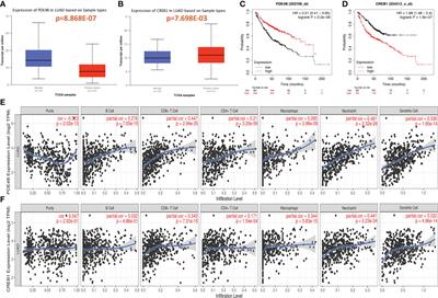 Cyclic adenosine monophosphate/phosphodiesterase 4 pathway associated with immune infiltration and PD-L1 expression in lung adenocarcinoma cells